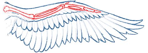 How To Draw Feathered Wings