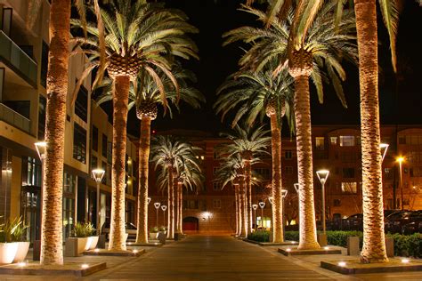 File:SAN JOSE CALIFORNIA PALM TREE 2010.jpg - Wikipedia