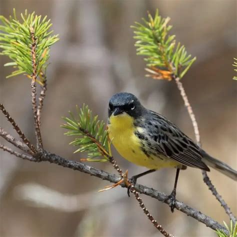 Kirtland's warbler - Facts, Diet, Habitat & Pictures on Animalia.bio