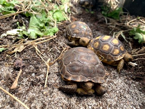 Baby gopher tortoises enter Eckerd College ‘head start’ - News | Eckerd College