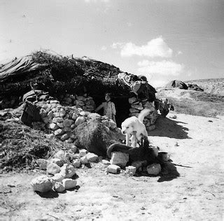 Algerian great white dog with child in camp | phlubdr | Flickr