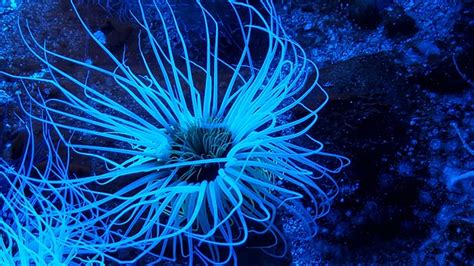 Sea Anemone Aquarium Ocean - Free photo on Pixabay - Pixabay