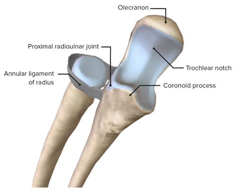 Proximal Radioulnar Joint Ligaments