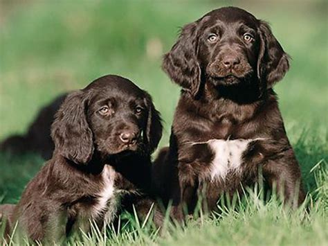 German Longhaired Pointer Dog Breed | UKPets