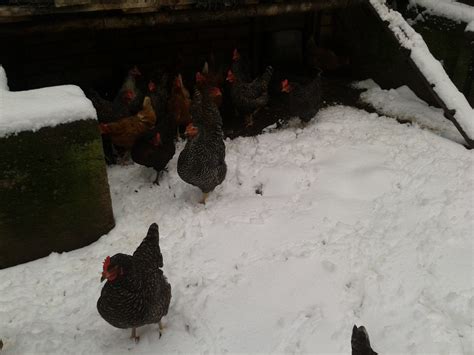 Chicken feather `cold` variety.. | BackYard Chickens - Learn How to ...