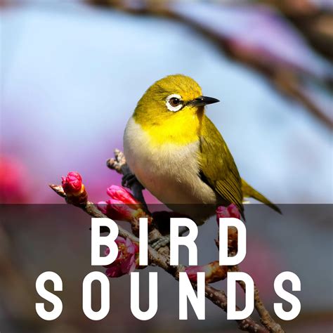 Bird Sounds - Bird Sounds | iHeart