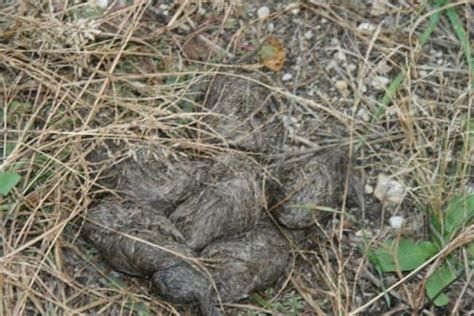 Coyote Poop 101: Identification & Dangers [with Pictures]