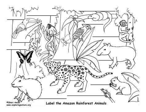 Jungle Animal Drawing at GetDrawings | Free download