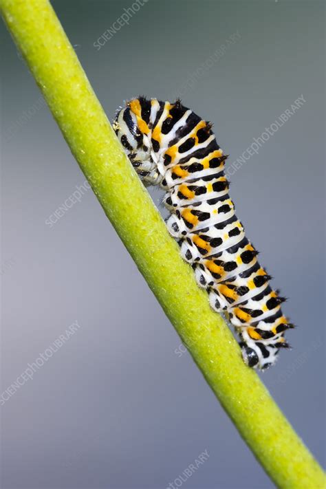 Old world swallowtail caterpillar - Stock Image - C050/5303 - Science ...