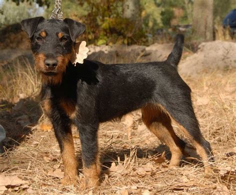 Jagdterrier - Temperament, Lifespan, Shedding, Puppy