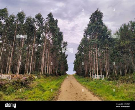 landscapes of pilgrimage camino de santiago Stock Photo - Alamy