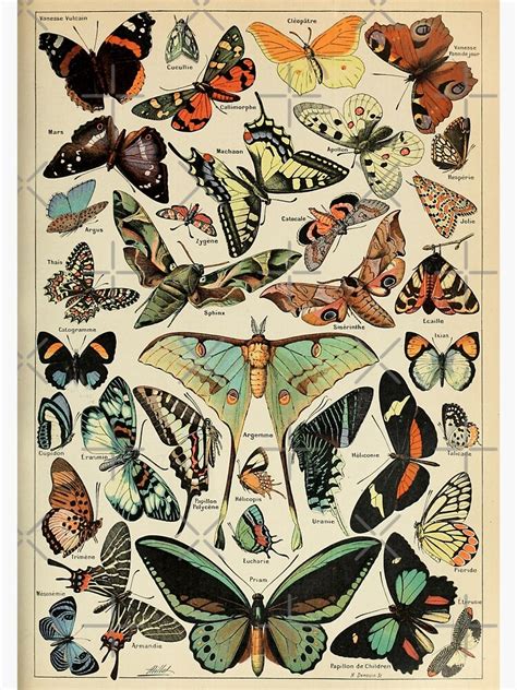 "vintage french papillon poster" Poster for Sale by kylabiles | Redbubble