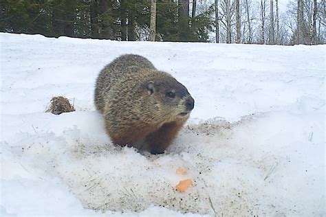 Out of Hibernation | Our resident woodchucks here at Distant… | Flickr