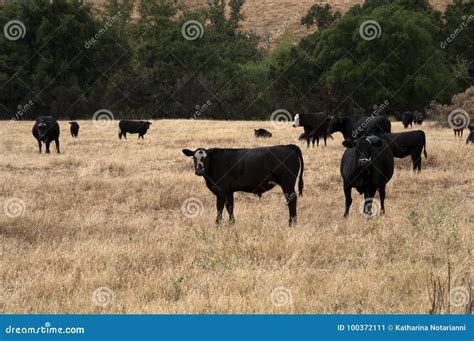 Black Baldy and Black Angus Cattle in a Field Stock Image - Image of ...