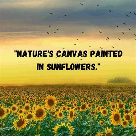 Over 300 perfect Sunflower Captions for Instagram to Brighten - SimplyBeyondHerbs