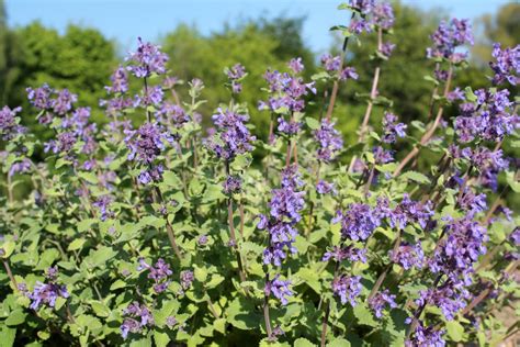 Growing Catnip From Seed: Learn About Catnip Seed Propagation