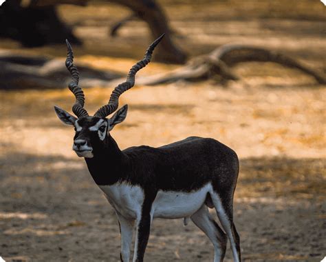 Guindy National Park, Chennai: History, Key Attractions & Tips | RentoMojo