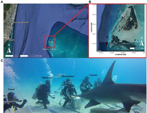 Frontiers | Effects of Food Provisioning on the Daily Ration and Dive ...