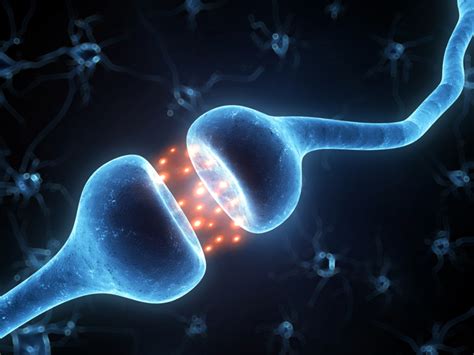 Plasticidad Cerebral y Neuronal, Neurogénesis. Neuroplasticidad ...