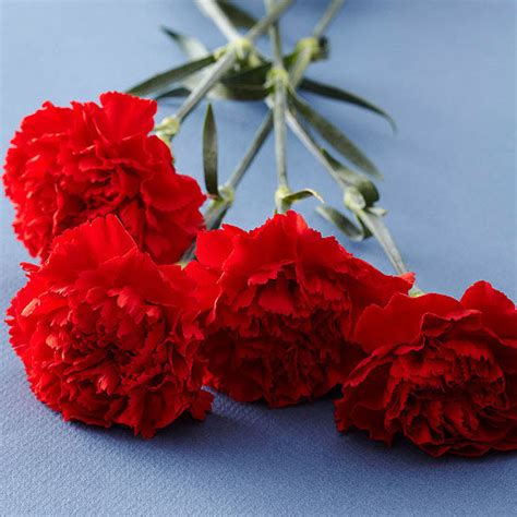 Red Carnations Pictures, Photos, and Images for Facebook, Tumblr ...