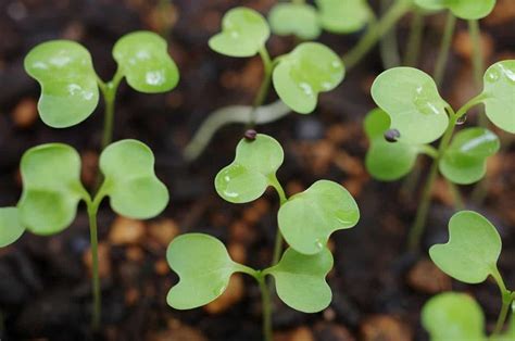 Vegetable Seed Germination Chart: A Calendar to Time and Soil Temperature