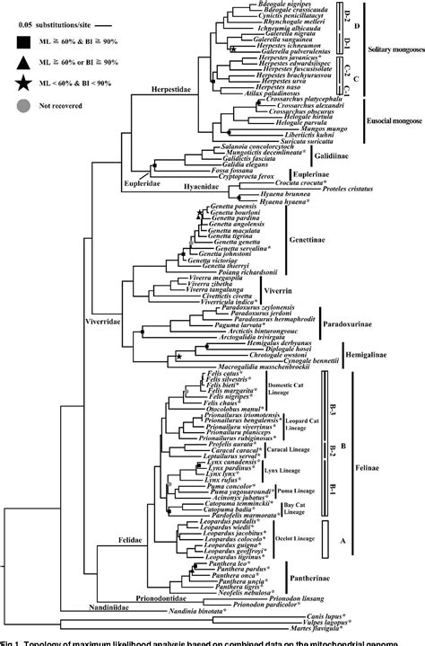 Table 1 from Comprehensive species set revealing the phylogeny and biogeography of Feliformia ...