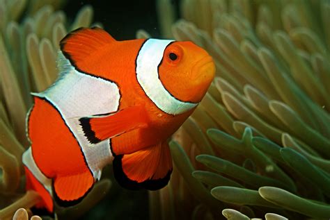 File:Clown fish in the Andaman Coral Reef.jpg