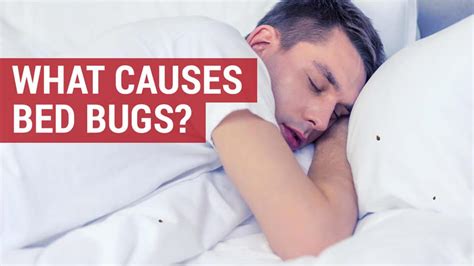 What causes bed bugs? [CORRECT ANSWER] How do you get them?