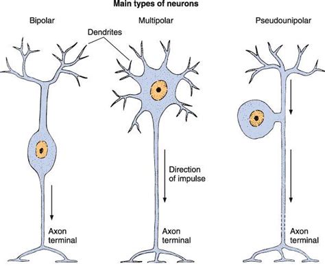 types of neurons | Observe pseudounipolar neuron with a sing… | Flickr