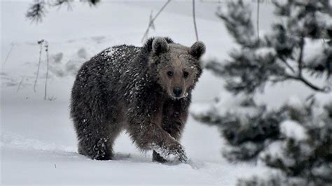 Turkey: Hungry bears stroll in town center to find food