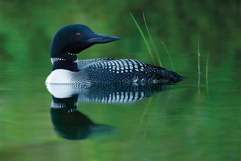 The call of the loon | Canadian Geographic