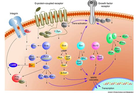 Activation of MAPK Cascades by G-protein-coupled Receptors: The Case of Gonadotropin-releasing ...