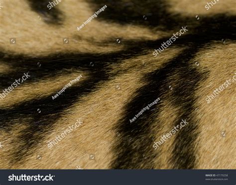 A Close Up Of A Tiger Skin Stock Photo 47179258 : Shutterstock