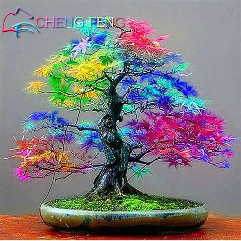 Garden & Patio Bonsai Plants, Seeds & Bulbs Purple Japanese Ghost Maple ...