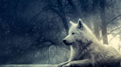 Free HD Wolf Wallpapers - Wallpaper Cave