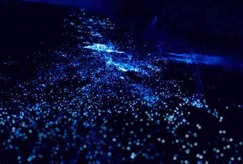 Best Places in the World to See Bioluminescent Sea Creatures - Thrillist