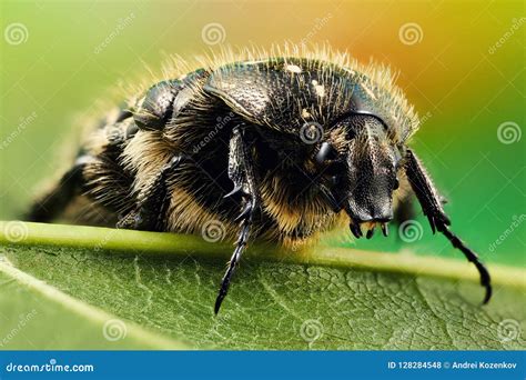 Close-up Portrait of a Beetle Stock Photo - Image of flower, green: 128284548