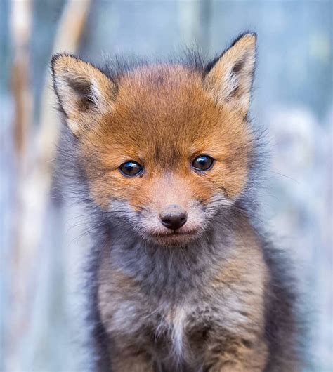 Photographer Captures Enchanting Photos of Finland’s Forest Animals