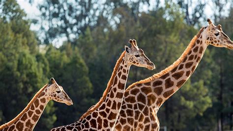 Our Animals - Sydney | Taronga Conservation Society Australia