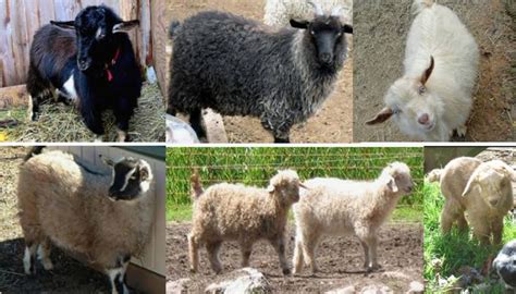 Verata Goat Breed – Everything You Need to Know