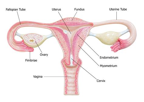 Fallopian Tubes: Anatomy, Function, and Treatment