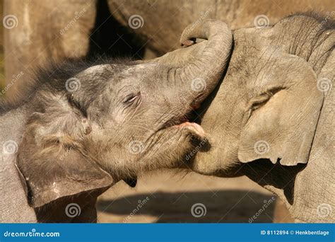 Two Little Elephants Hugging and Playing Stock Photo - Image of elephant, cute: 8112894