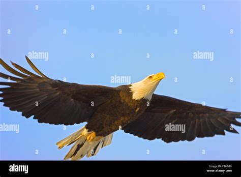 Bald Eagle flying, Alaska, USA Stock Photo - Alamy