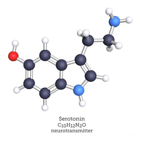 Serotonin Neurotransmitter Photograph by Greg Williams/science Photo Library - Fine Art America