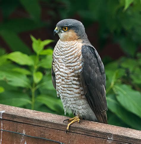 CAMBRIDGESHIRE BIRD CLUB GALLERY: Sparrowhawk