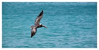 pelicans, pelican, water bird, australian pelican, pelecanus conspicillatus, birds, australia ...