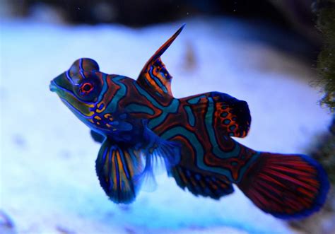 25 Most Beautiful Fish in the World (With Pictures) | Build Your Aquarium