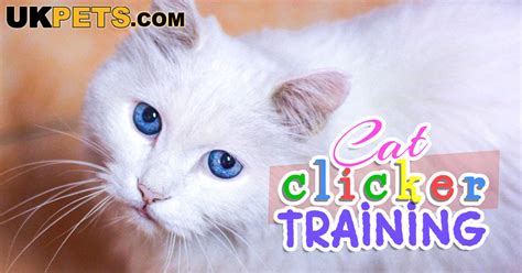 Cat Clicker Training: Prove Your Cat Is Smarter than Dogs | UK Pets