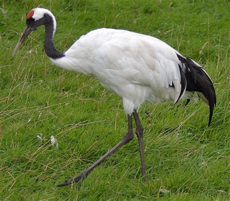 Red Crowned Crane China National Bird. Latest, Sandhill Crane HD ...