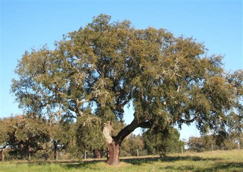 Cork Oak – the extreme horticulturist